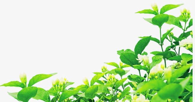 Tea Tree PNG, Clipart, Green, Tea, Tea Clipart, Tree Clipart Free PNG Download