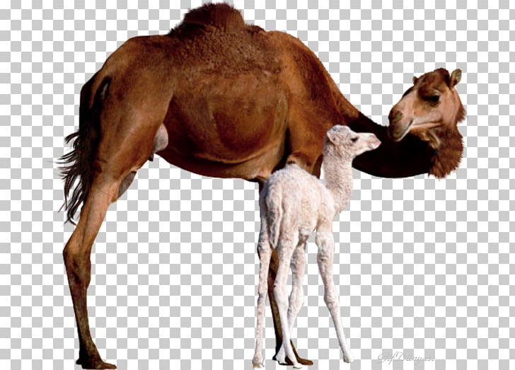 Bactrian Camel Dromedary Baby Camels Mother Infant PNG, Clipart, Animal, Arabian Camel, Baby Camels, Camel, Camel Like Mammal Free PNG Download