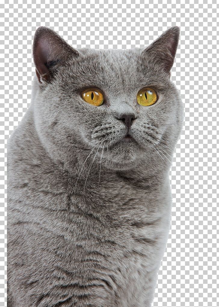 British Shorthair Chartreux British Semi-longhair European Shorthair American Wirehair PNG, Clipart, Animals, Asian, Bengal Cat, Breed, British Free PNG Download