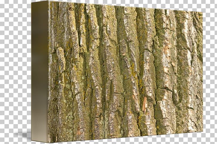 Trunk Wood /m/083vt Birch Bark PNG, Clipart, Bark, Birch, M083vt, Tree, Tree Bark Free PNG Download