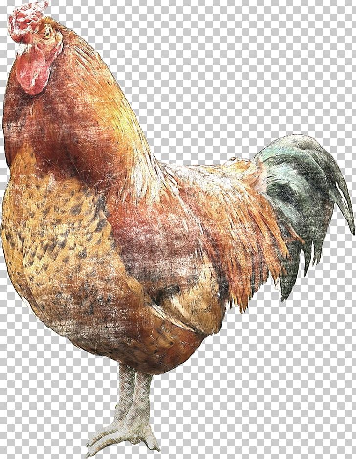 Brahma Chicken Rooster Wyandotte Chicken Fowl Phasianidae PNG, Clipart, Animals, Beak, Bird, Brahma Chicken, Chicken Free PNG Download