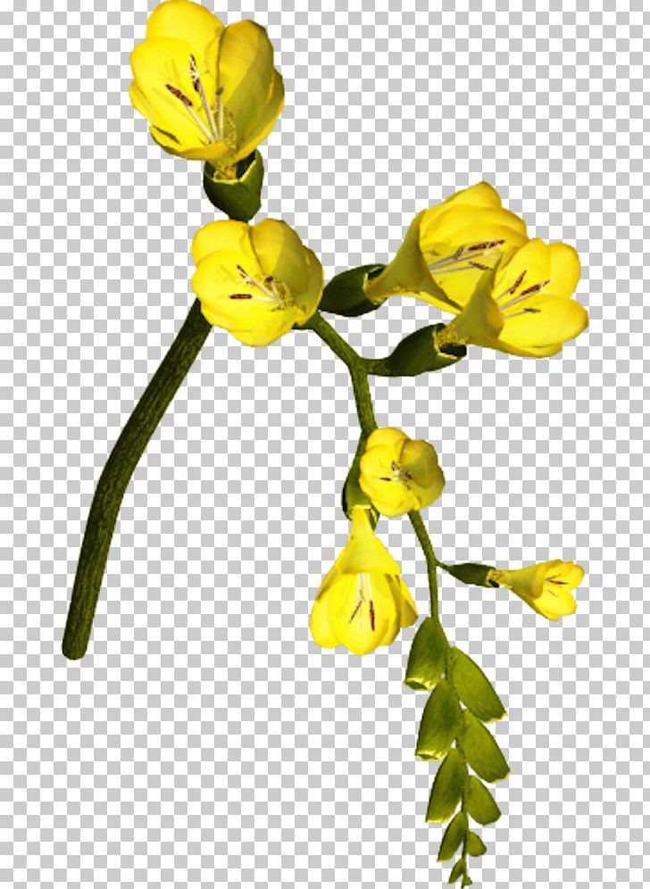 Cut Flowers Petal Rose Plant Stem PNG, Clipart, Amber, Cut Flowers, Downloaded, Flora, Flower Free PNG Download