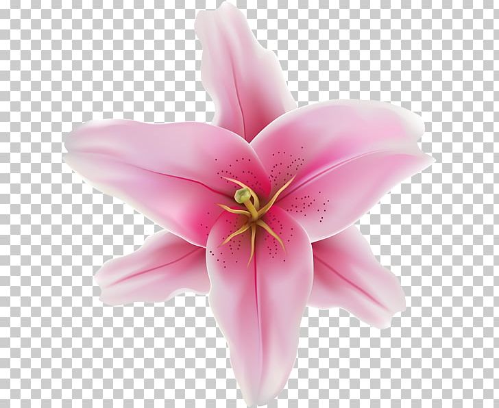 Cut Flowers Pink M Close-up Herbaceous Plant PNG, Clipart, Art, Clip, Closeup, Cut Flowers, Flower Free PNG Download