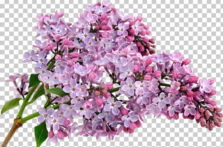 Flower Color Common Lilac Floral Scent PNG, Clipart, Blossom, Branch, Chamomile, Color, Common Lilac Free PNG Download