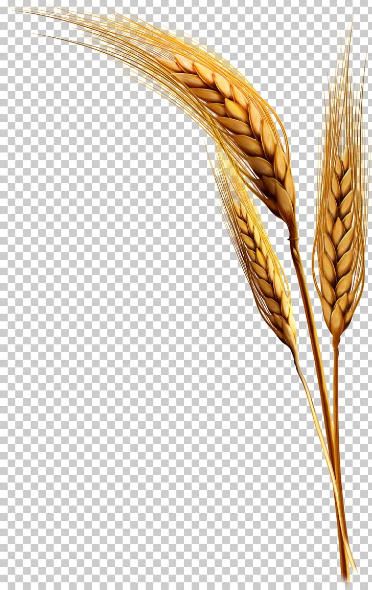 Emmer Einkorn Wheat Durum PNG, Clipart, Cereal, Cereal Germ, Commodity, Durum, Flowering Plant Free PNG Download