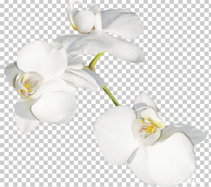 Moth Orchids Cut Flowers Plant Stem Petal PNG, Clipart, Cut Flowers, Flower, Flowering Plant, Jasmine, Moth Free PNG Download