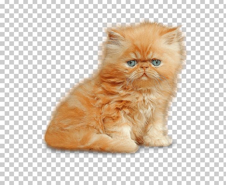 Munchkin Cat Siamese Cat Kitten Dog PNG, Clipart, Animal, Animals, Asian Semi Longhair, Biodiversidad, British Semi Longhair Free PNG Download
