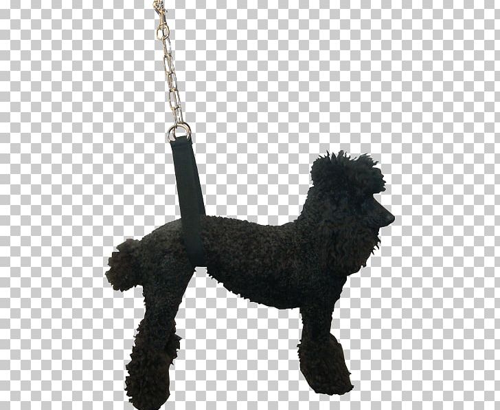 Standard Poodle Spanish Water Dog Portuguese Water Dog Barbet Dog Affenpinscher PNG, Clipart, Barbet Dog, Breed, Carnivoran, Dog, Dog Breed Free PNG Download