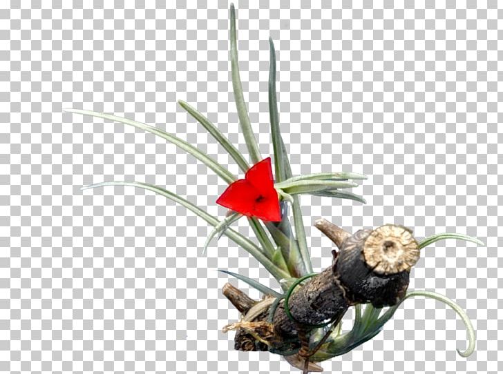 Tillandsia Cacticola Tillandsia Juncea Flower Bromeliads Tillandsia Albertiana PNG, Clipart, Bromeliads, Dostawa, Flower, Flowering Plant, Flowerpot Free PNG Download