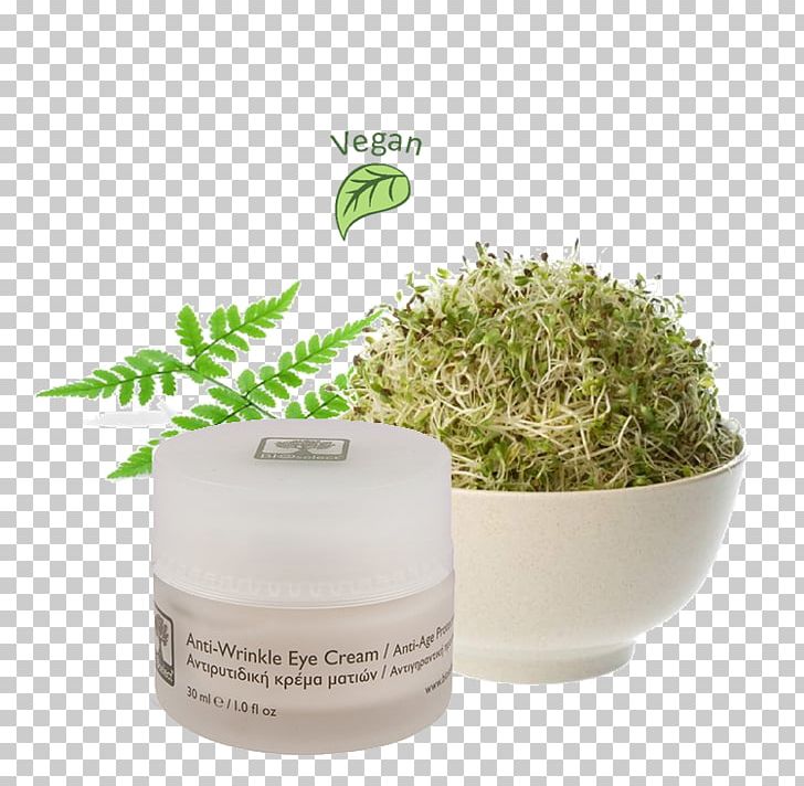 Alfalfa Sprouts Sprouting Seed Organic Food PNG, Clipart, Alfalfa, Alfalfa Sprouts, Bean Sprout, Cream, Flowerpot Free PNG Download