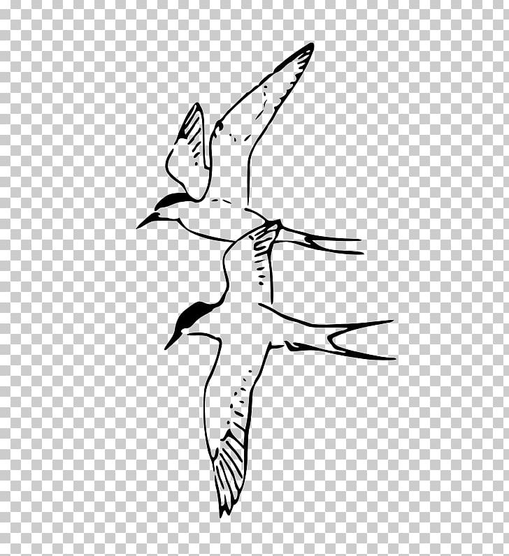 Arctic Hare Bird Arctic Tern PNG, Clipart, Animals, Arctic, Area, Art, Artwork Free PNG Download