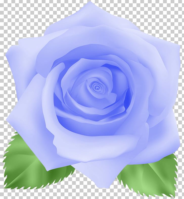 Blue Rose Cabbage Rose Garden Roses Floribunda PNG, Clipart, Blue, Blue Petals, Blue Rose, Cobalt Blue, Cut Flowers Free PNG Download