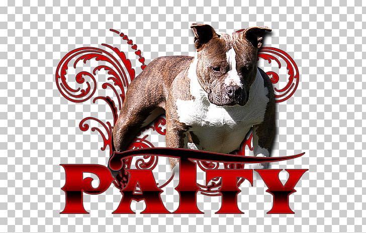 Boston Terrier American Bully American Pit Bull Terrier Dog Breed PNG, Clipart, American, American Bully, American Pit Bull Terrier, Animals, Baddest Free PNG Download