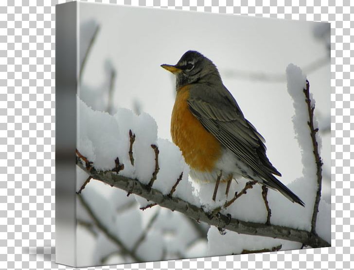 European Robin Desktop PNG, Clipart, American, American Robin, American Sparrows, Arabs, Beak Free PNG Download