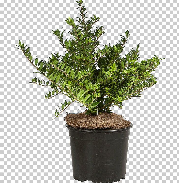 English Yew Japanese Holly Houseplant Evergreen PNG, Clipart, Common Ivy, English Yew, Evergreen, Flowerpot, Garden Free PNG Download