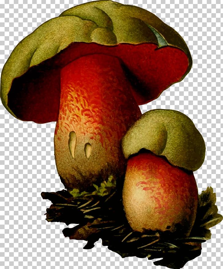 Fungus Psilocybin Mushroom PNG, Clipart, Apple, Cep, Edible Mushroom, Food, Fruit Free PNG Download