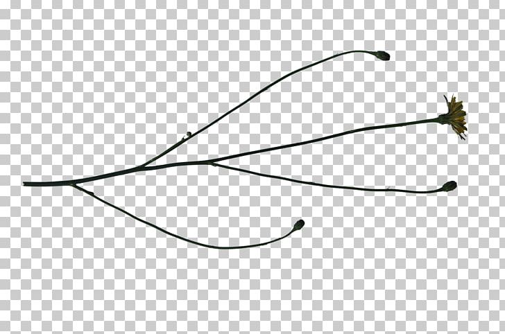 Line Angle Product PNG, Clipart, Angle, Art, Line, Nature, Plant Free PNG Download