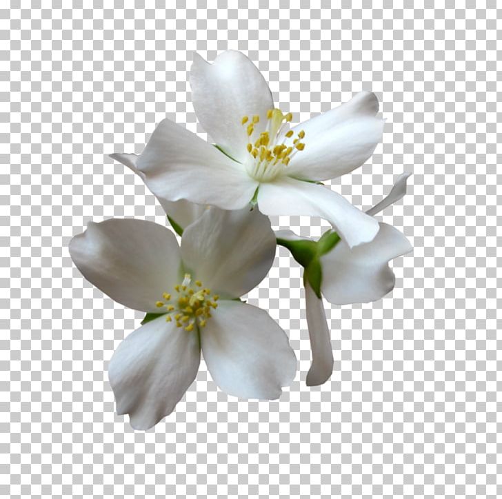 Magnolia Family Petal Cut Flowers PNG, Clipart, Blossom, Cut Flowers, Fleur Blanche, Flower, Flowering Plant Free PNG Download