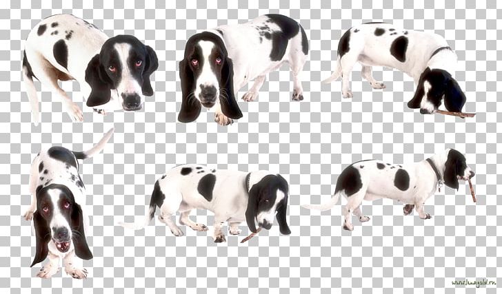 Dog Breed Great Dane Puppy PNG, Clipart, Animals, Breed, Carnivoran, Dog, Dog Breed Free PNG Download