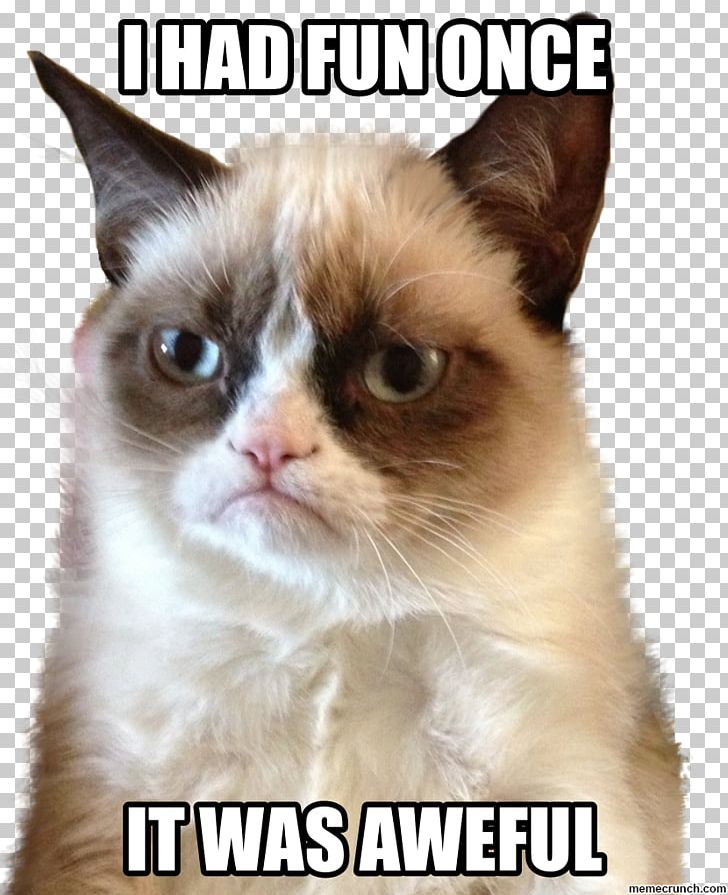 Grumpy Cat: A Grumpy Book Kitten Meme PNG, Clipart, Animals, Asian, Ben Lashes, Carnivoran, Cat Free PNG Download
