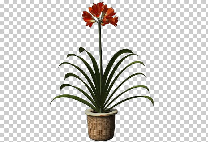 Hippeastrum Amaryllis Belladonna Cut Flowers Flowerpot Plant PNG, Clipart, Amaryllis, Amaryllis Belladonna, Arecales, Cut Flowers, Flower Free PNG Download