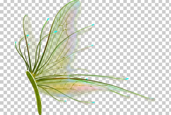 Insect Wing Feather Drawing PNG, Clipart, Aile, Animaatio, Animal, Animals, Butterflies And Moths Free PNG Download