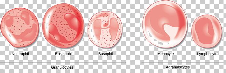 Red Blood Cell Agranulocyte White Blood Cell PNG, Clipart, Beauty, Biology, Blood, Blood Cell, Blood Cells Free PNG Download