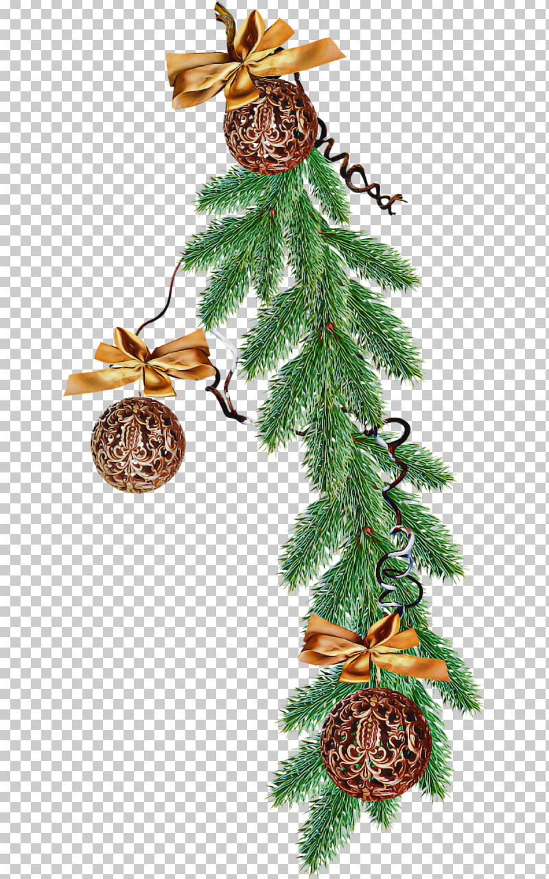 Columbian Spruce Shortleaf Black Spruce Yellow Fir Tree Oregon Pine PNG, Clipart, Colorado Spruce, Columbian Spruce, Jack Pine, Lodgepole Pine, Oregon Pine Free PNG Download