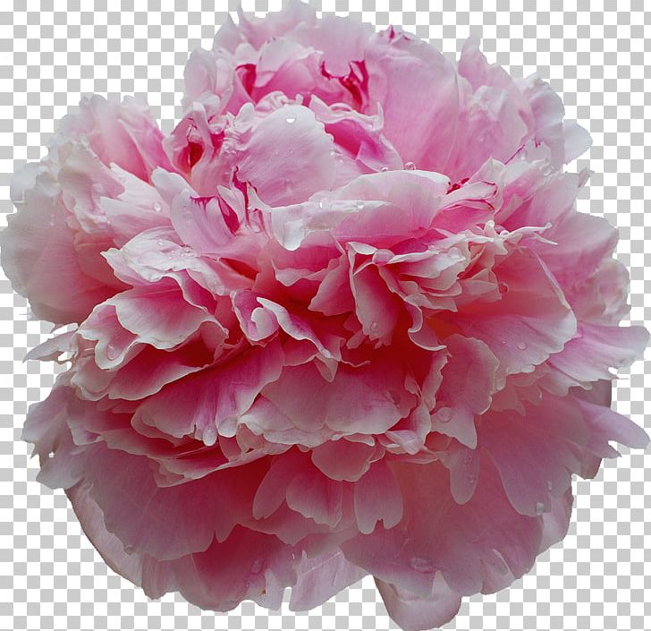 Albom Peony Essential Oil PNG, Clipart, Albom, Aroma, Aromatherapy, Carnation, Chinese Free PNG Download