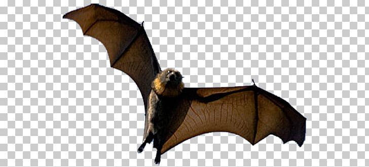 Bat Halloween Aile PNG, Clipart, Aile, Animal, Animals, Anime, Bat Free PNG Download