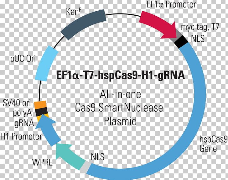 CRISPR Cas9 Plasmid Genome Editing Guide RNA PNG, Clipart, Area, Art, Blue, Brand, Cas9 Free PNG Download
