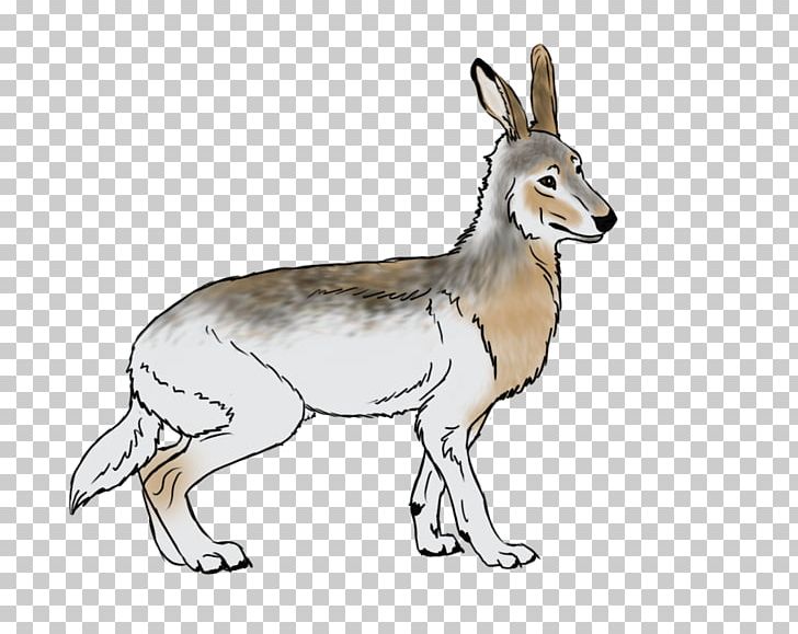 Jackal Musk Deers Antelope Macropodidae Hare PNG, Clipart, Animal, Animal Figure, Animals, Antelope, Carnivoran Free PNG Download