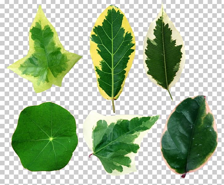 Leaf Computer Icons PNG, Clipart, Computer Icons, Download, Herb, Ivy, Leaf Free PNG Download