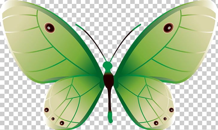 Butterfly Color Green PNG, Clipart, Arthropod, Blue, Butterfly, Butterfly Net, Butterfly Vector Free PNG Download