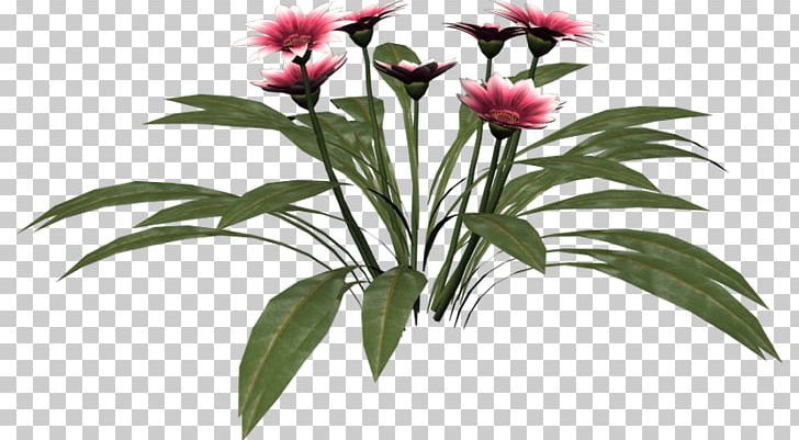 Cut Flowers Flowerpot Plant Stem Petal PNG, Clipart, African Beauty, All Natural, Cut Flowers, Family, Flora Free PNG Download