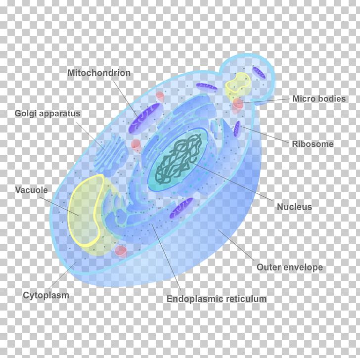 Fungus Cell Wall Yeast Biology PNG, Clipart, Biology, Cell, Cell Wall, Chitin, Circle Free PNG Download