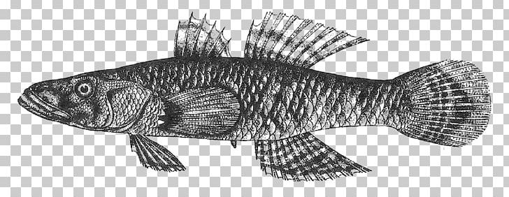 Crazy Fish Eleotridae Oxyeleotris Marmorata Animal PNG, Clipart, Animal, Animal Figure, Animals, Artwork, Biological Classification Free PNG Download