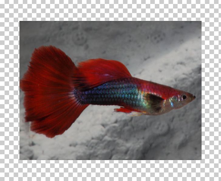 Guppy Endler's Livebearer Aquarium Fantail Fish PNG, Clipart,  Free PNG Download
