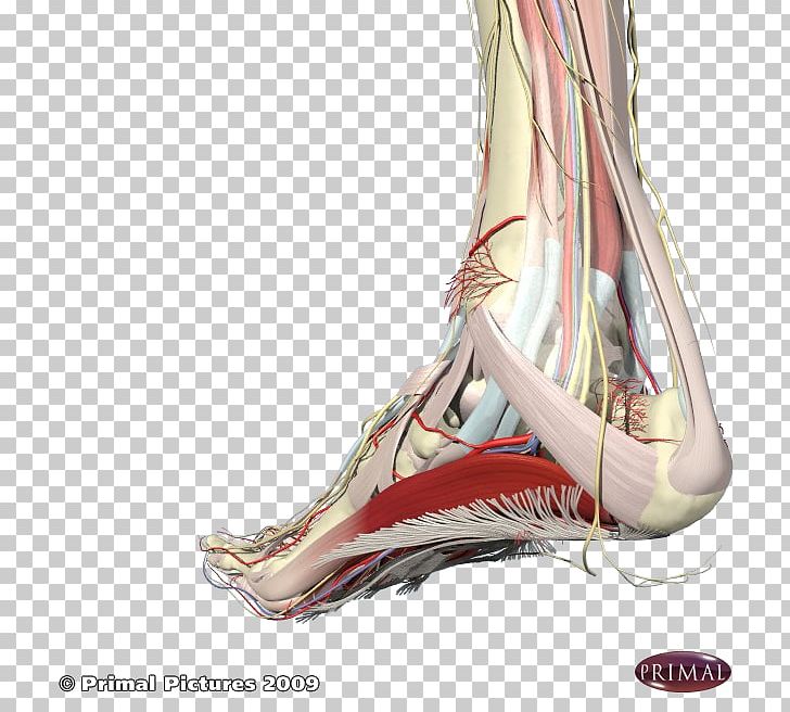 Heel Podalgia Arches Of The Foot Plantar Fasciitis PNG, Clipart, Ankle, Arches Of The Foot, Arm, Flat Feet, Foot Free PNG Download