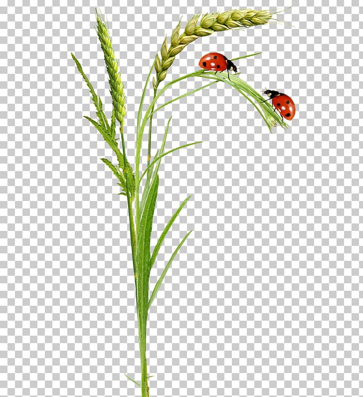 Ladybird PNG, Clipart, Animation, Branch, Commodity, Computer Icons, Cute Ladybug Free PNG Download