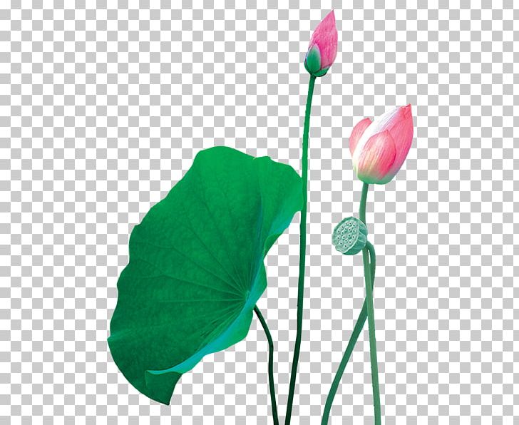 Nelumbo Nucifera Transparency And Translucency PNG, Clipart, Bud, Flora, Flower, Flowering Plant, Green Free PNG Download