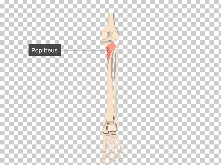 Popliteus Muscle Knee Origin And Insertion PNG, Clipart, Cutlery, Human Leg, Innervation, Insertion, Joint Free PNG Download