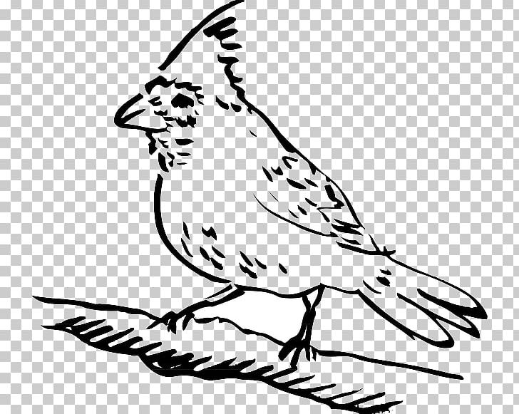 Bird Drawing Columbidae PNG, Clipart, Animals, Art, Artwork, Beak, Bird Free PNG Download
