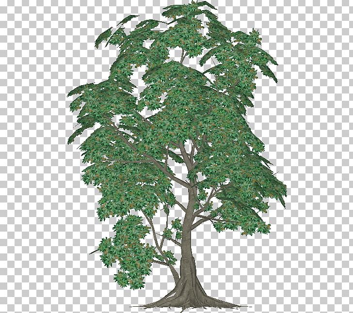 Chinese Sweet Plum Evergreen Plane Trees Leaf PNG, Clipart, Bohemian Rhapsody, Branch, Evergreen, Houseplant, Leaf Free PNG Download