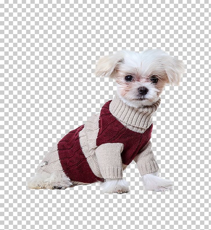 Dog Breed Havanese Dog Puppy Companion Dog Dog Clothes PNG, Clipart, Animals, Breed, Carnivoran, Clothing, Companion Dog Free PNG Download
