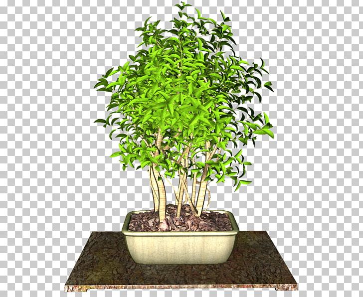 Flowerpot Chinese Sweet Plum Plant PNG, Clipart, Bonsai, Flower, Flowerpot, Garden Roses, Grass Free PNG Download