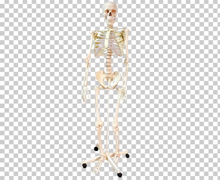 Homo Sapiens Human Skeleton Shoulder Human Body PNG, Clipart, Anatomy, Arm, Body, Bone, Child Free PNG Download
