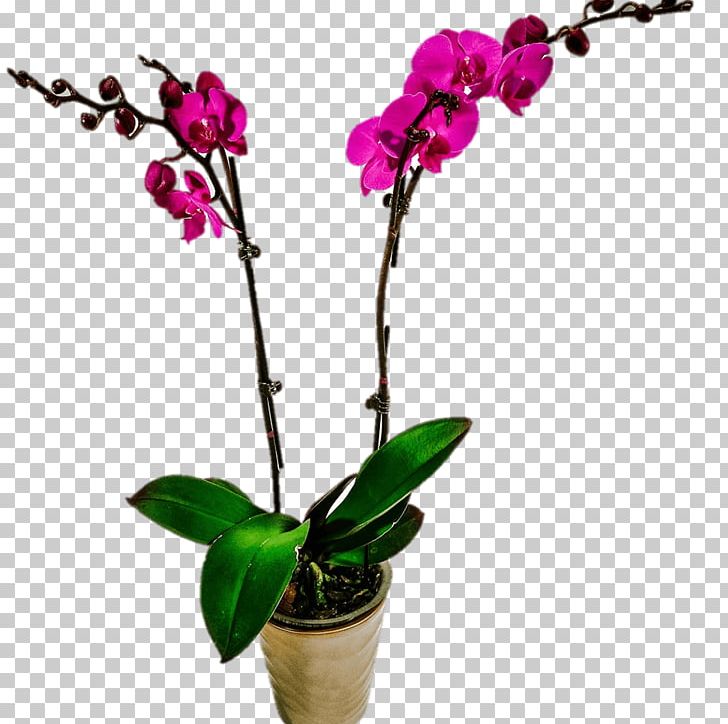 Moth Orchids Cattleya Orchids Dendrobium Flower PNG, Clipart, Blossom, Bulb, Cattleya, Cattleya Orchids, Chrysanthemum Free PNG Download