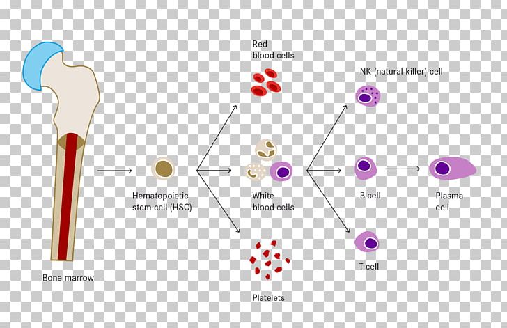 White Blood Cell Haematopoiesis Red Blood Cell PNG, Clipart, Angle, Basophil, B Cell, Blood, Blood Cell Free PNG Download