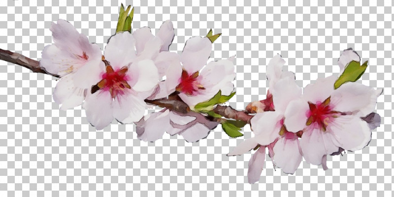 Cherry Blossom PNG, Clipart, Biology, Cherry Blossom, Cut Flowers, Flower, Herbaceous Plant Free PNG Download